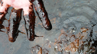 Shell must match government’s commitment to clean oil spills