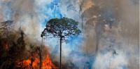 アマゾンの森林火災が激増