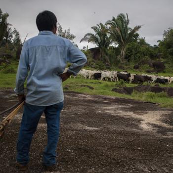 ブラジルのアマゾンで、違法な牛の放牧により、先住民の土地が奪われている